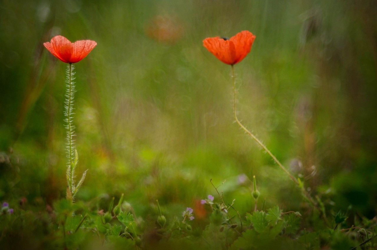 �������� �� �������