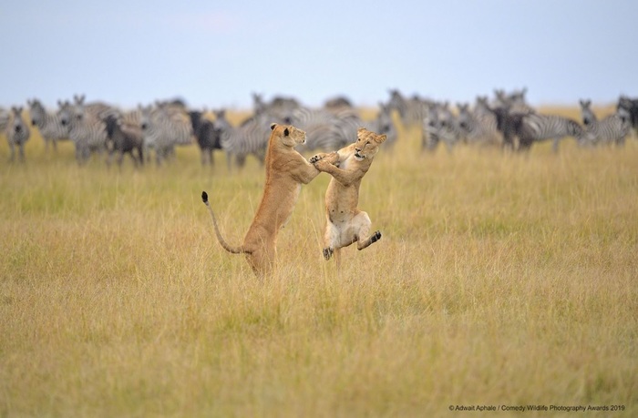 Финалисты конкурса Comedy Wildlife Photography Awards: самые забавные фотки из мира дикой природы за 2019 год 