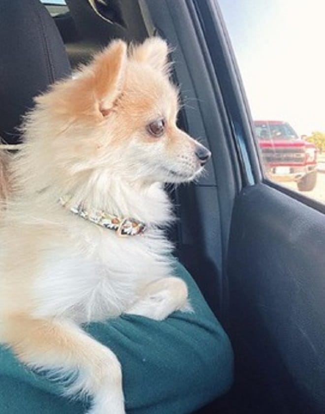 Собака в машине