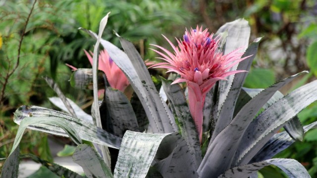 Эхмея полосатая (Aechmea fasciata)