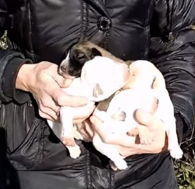 Щенки в руках