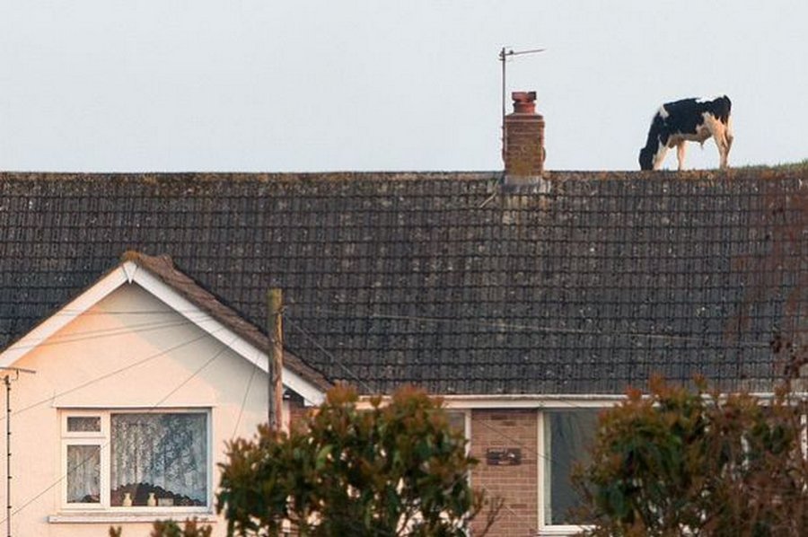 борис степанцев карлсон. коты на крышах домов. карлсон который живёт на крыше мультфильм. зверь который живет на крыше фф. зверь который живет на крыше фф.