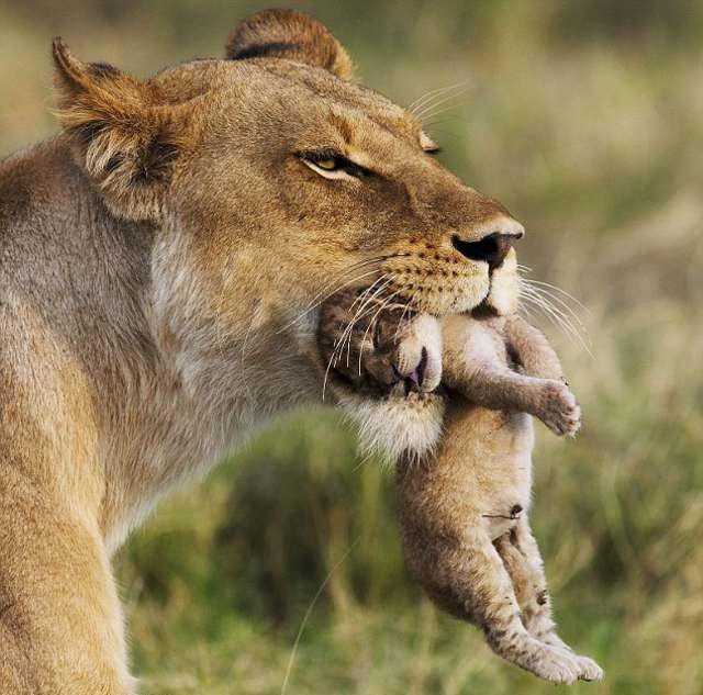 Материнская забота  красивые фотографии,фото приколы