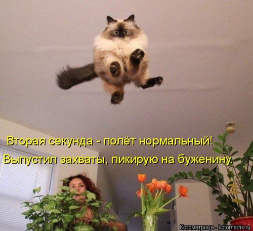 Свежая котоматрица для всех  смешные картинки