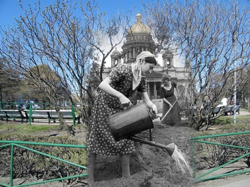 Ленинград 1942-2009 Исаакиевская площадь. Уход за огородом блокада, ленинград, победа