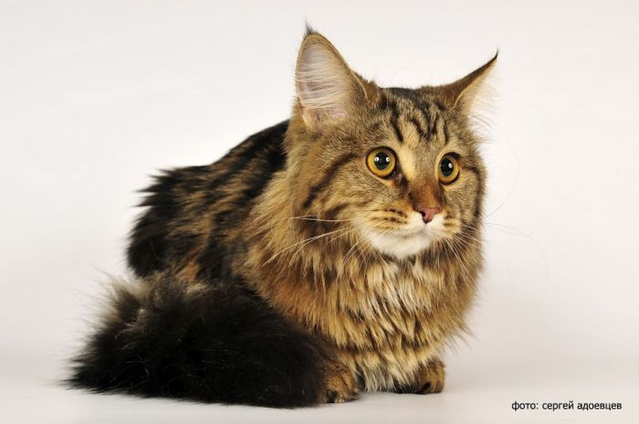 Кошачья фотосессия Кошачья фотосессия