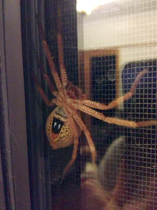 15+ ситуаций, в которые сложно поверить, если не бывал в Австралии заграница,страны,туризм