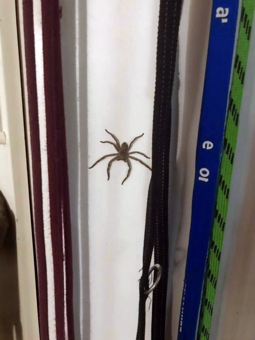 15+ ситуаций, в которые сложно поверить, если не бывал в Австралии заграница,страны,туризм