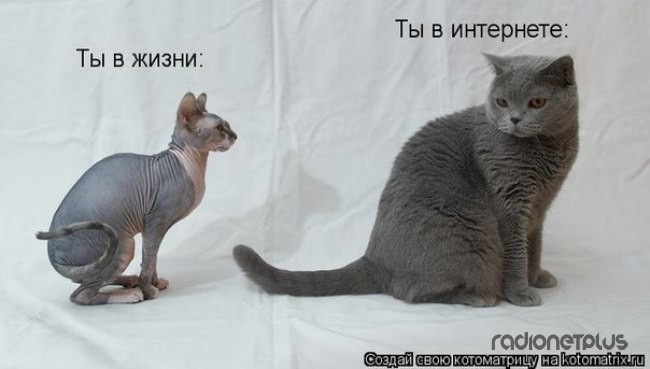 24 картинки развлекательного характера со зверьем 