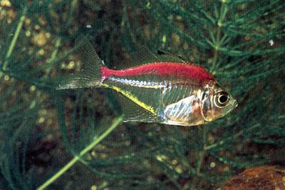 Окунь стеклянный — аквариумная рыбка