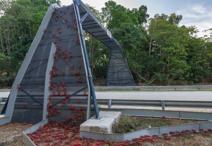 Crab Bridge On Christmas Island