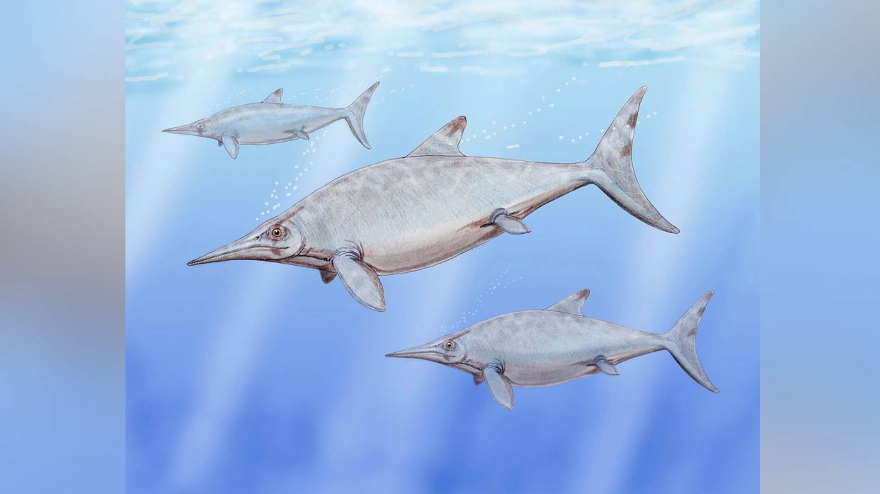 Найденный в Великобритании скелет «морского дракона» оказался самым крупным в истории