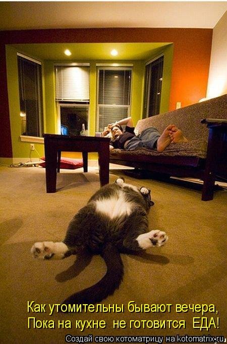 Свежая котоматрица для всех  смешные картинки