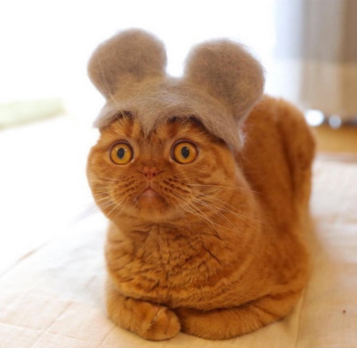 Кошки с целым гардеробом головных уборов 
