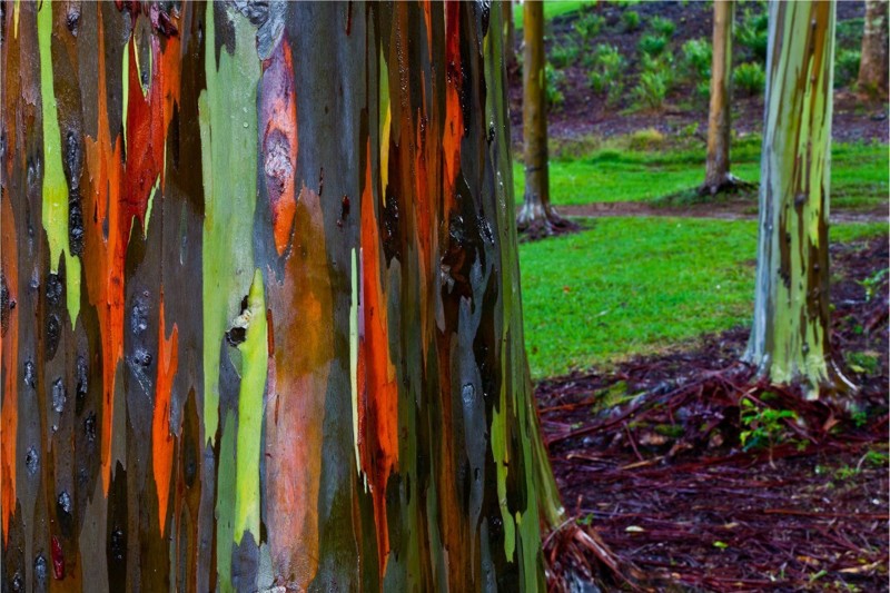 8. Радужный эвкалипт, Новая Гвинея красота природы, природные феномены, природные явления