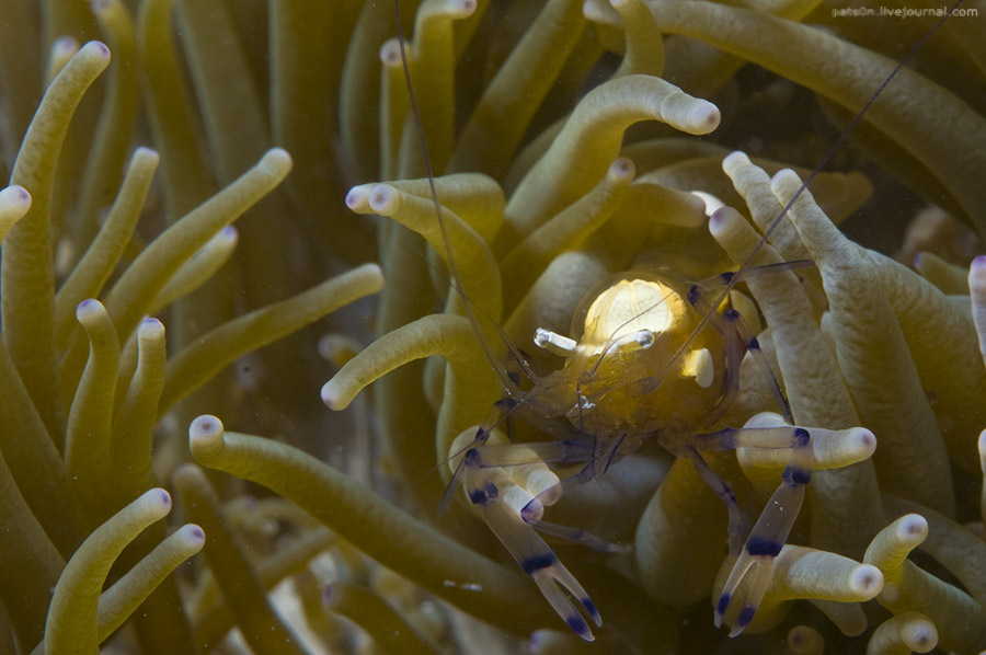 Фотография: Волшебный мир архипелага Раджа Ампат №6 - BigPicture.ru