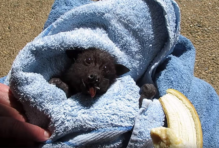 rescued-baby-bat-eat-banana-miss-alicia-3