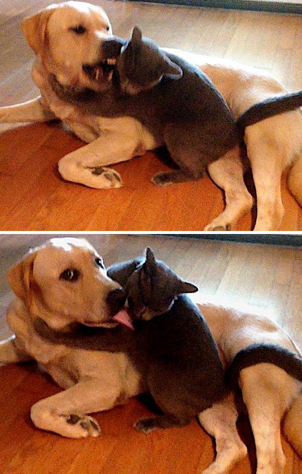 Серия доказательств того, что дружба собак и кошек - исключение