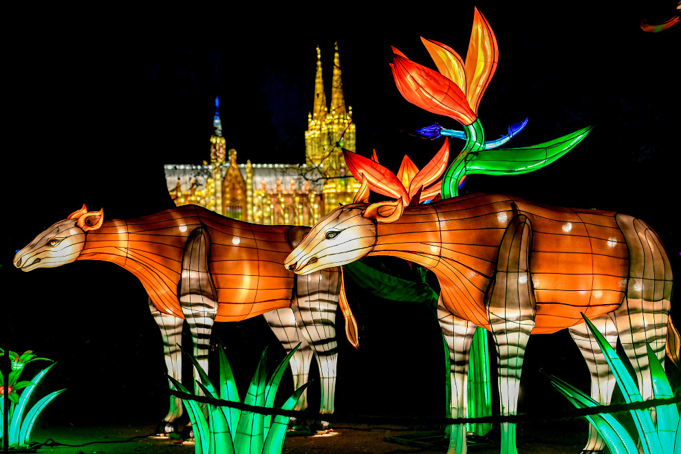 Как проходит фестиваль света в Кёльнском зоопарке