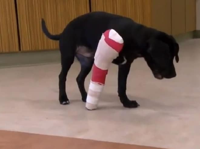 Щенок стоит