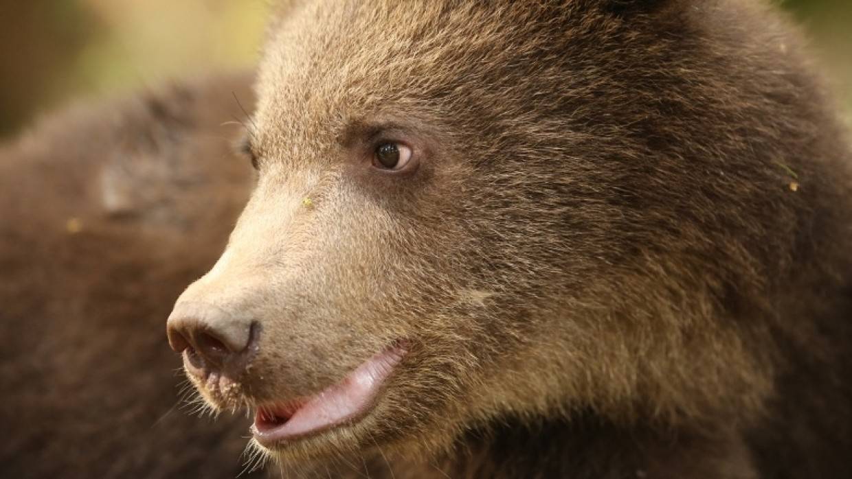 Медведь убил рыбака и был заколот ножом в Тюменской области Происшествия