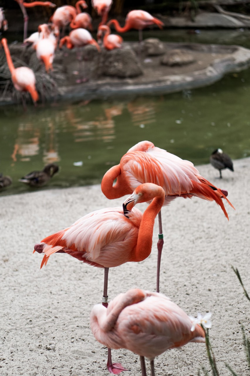 San Diego Zoo Spring 2016.jpg