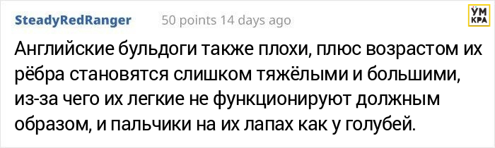 Парень хотел завести мопса, но его друг сравнил черепа собак, доказав, что это жестоко мопсы,наши питомцы,собаки,увлечения