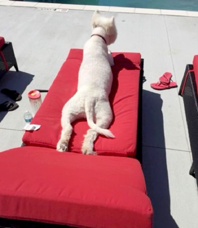 Пес загорает