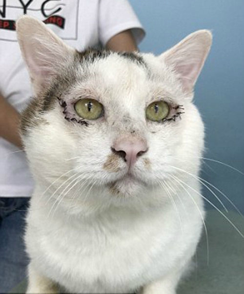 27072017-cat-without-eyelids-5