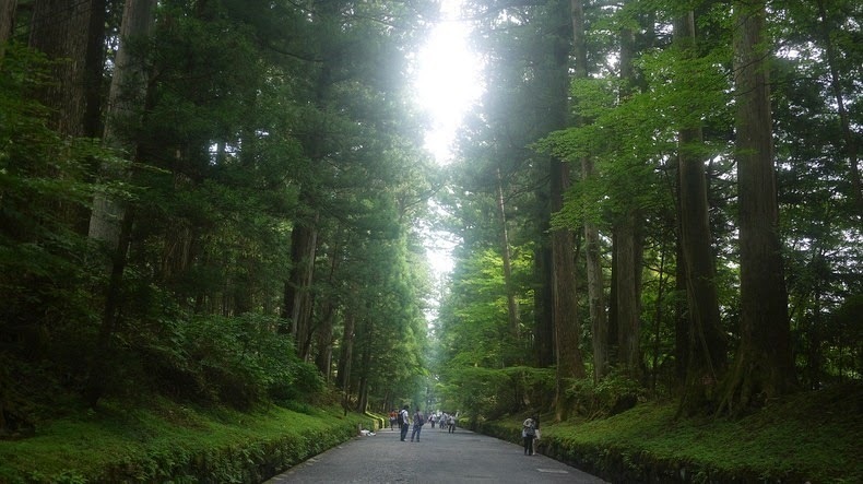 ​37 километров деревьев: кедровая аллея Никко — особый памятник природы Японии