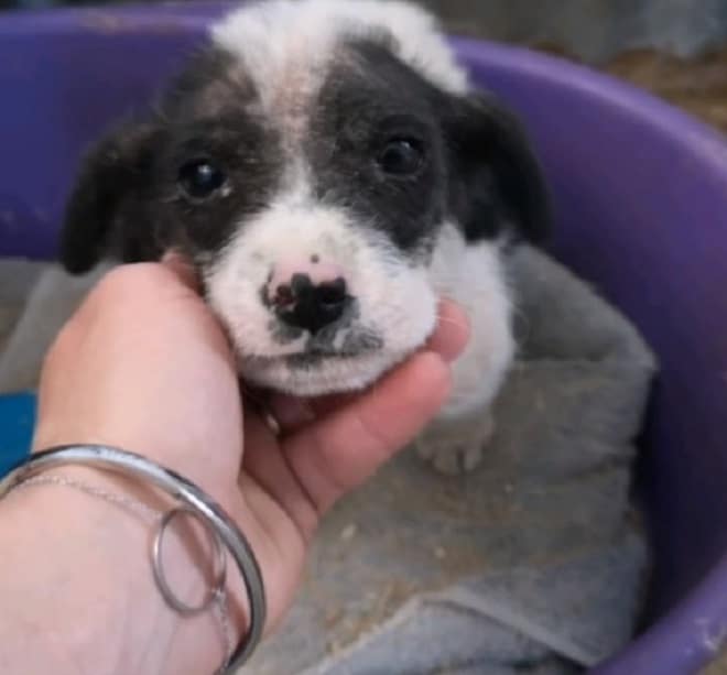 Щенок и рука