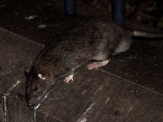 Крысы в метро: фото
