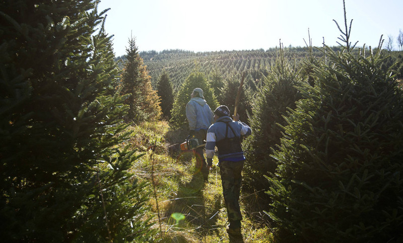Рабочие идут по еловым плантациям в поисках помеченных деревьев на вырубку. елка, ель, новогодняя елка