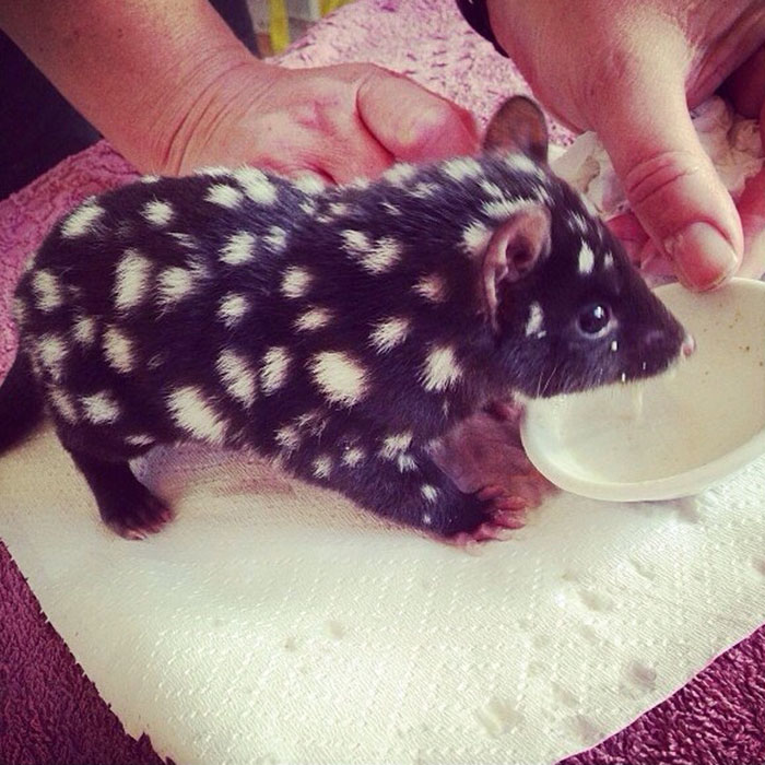 Orphaned Baby Eastern Quoll Being Cared For At Bruny Island