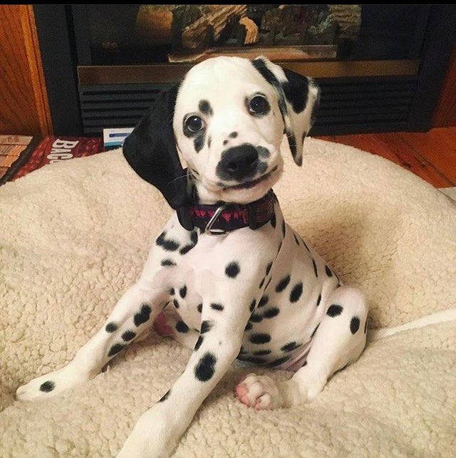 Мимишные фото от которых на душе станет теплее