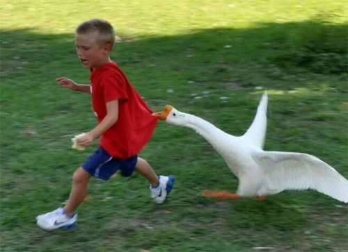 Пернатые бандиты Пернатые бандиты веселые картинки,животные,Истории из жизни,позитив,приколы,Смешные животные