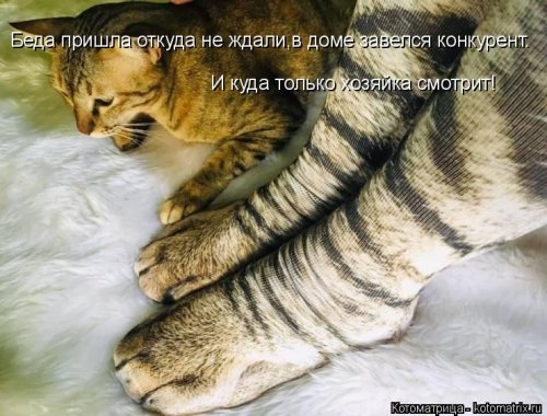 Свежая котоматрица  смешные картинки