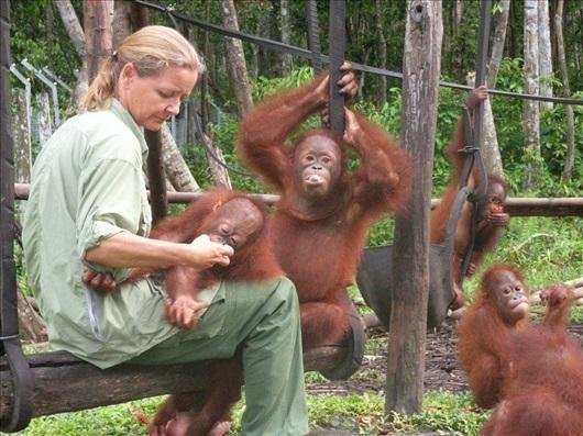 Самка орангутана, спасенная из борделя, научилась вновь доверять людям Борнео, бордель, животные, издевательство над животным, обезьяны, орангутан, сексуальная эксплуатация, спасение орангутана