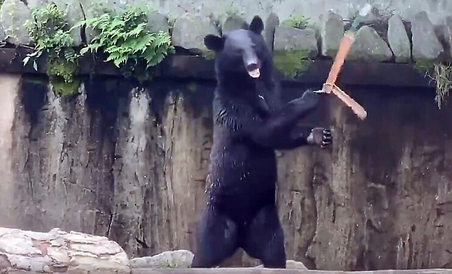 Медведь нашел на земле нунчаки и стал показывать приемы из кино: видео