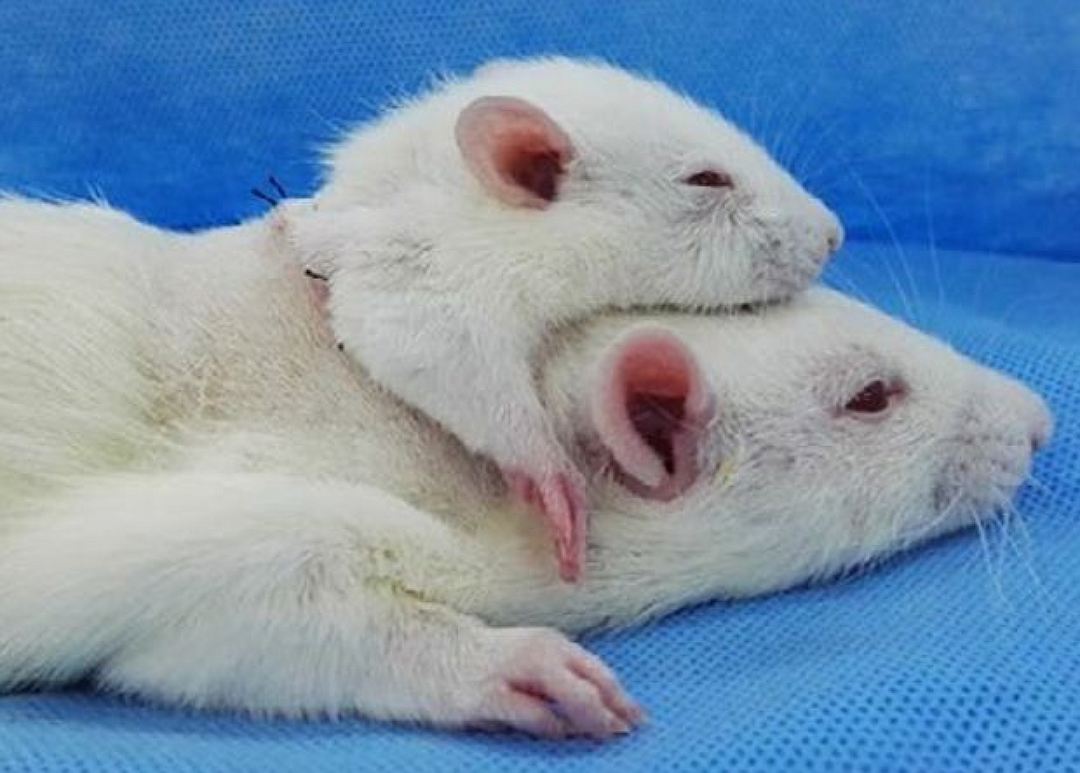 Последнее достижение Серджио Канаверо и коллег — пересадка головы одной крысы на тело другой с помощью кровеносной системы третьей 