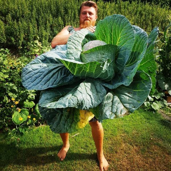 Гигантские овощи на радость веганам