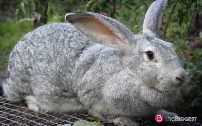 Большие породы кроликов: Серый великан