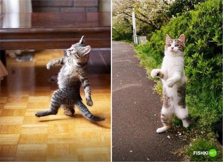 Фотографии, доказывающие, что кошки медленно превращаются в людей Однажды, кошки, станут, доминирующим, видом, миреТолько, говорите, потом, предупреждала                                                      
