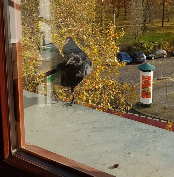 "Познакомьтесь, наш офисный ворон" дружба с природой, животные, нежданные гости, необычно, пернатые друзья, птицы, смотрите кто пришел, удивительное рядом