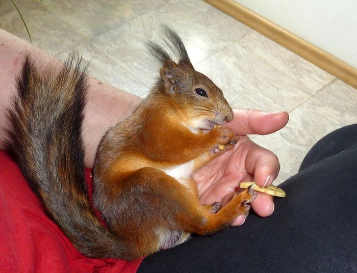 Животные, белка, позитив