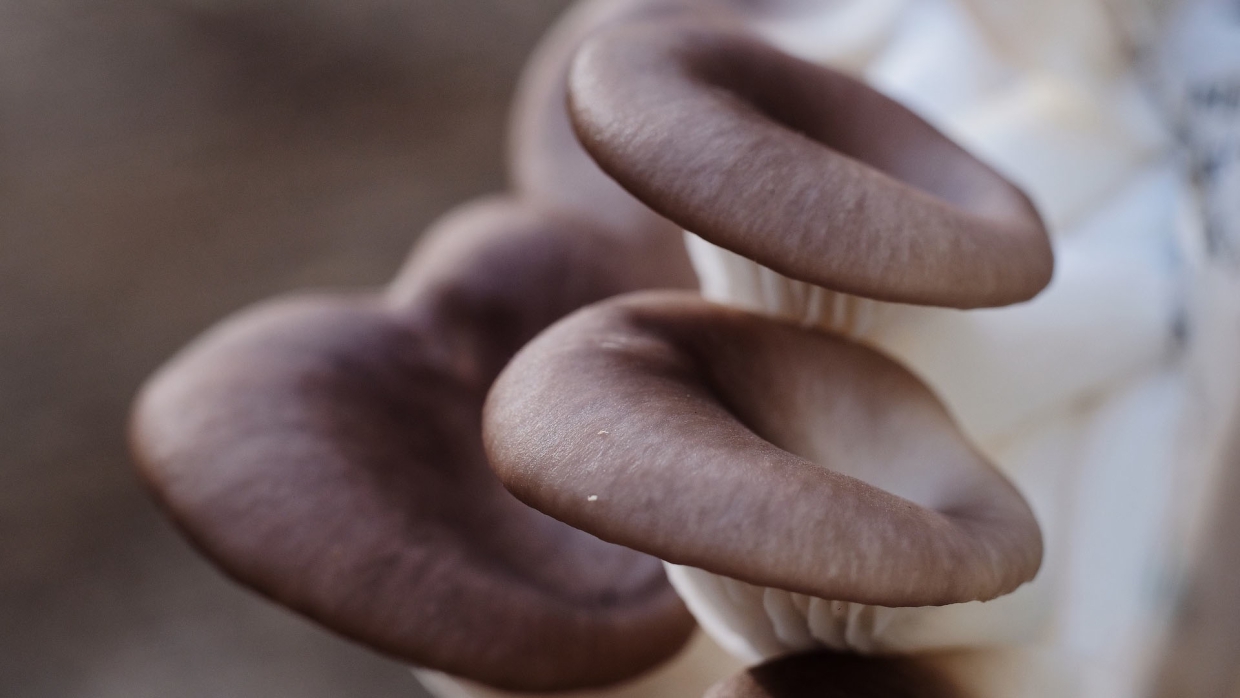 Диетолог Белоусова пояснила, как правильно собирать, покупать и заготавливать грибы Общество