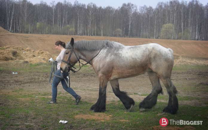 Очень большие лошади: Брабансон