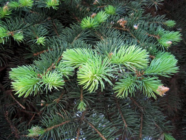 7 способов применения хвои на садовом участке 