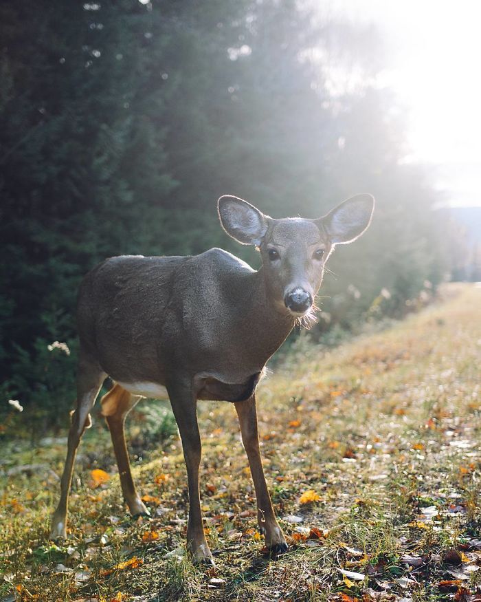 How I Got Seduced By Wildlife Photography