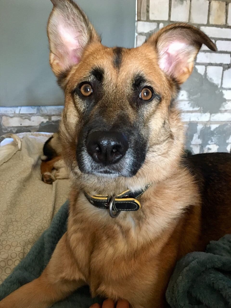 собака в доме